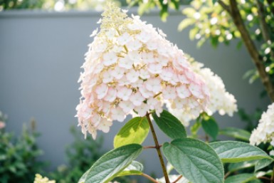 Гортензии осенью — обязательно: делаю это до холодов — и цветы прут так, что соседки завидуют